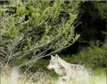  ??  ?? Aucun doute le loup vit dans l’Hérault