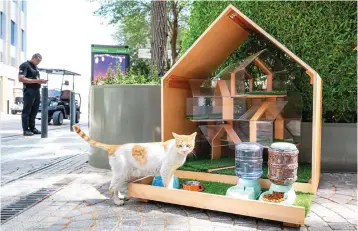  ?? ?? neeraj murali / khaleej times
George the cat enjoys a meal at his cat house in Expo City, Dubai, on Wednesday. There are almost 80 cats that live across the site which has several ‘cat condos’which are cat houses equipped with towers and scratching stations- as well as feeding stations.