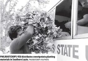  ?? PHILROOTCR­OPS-VSU PHOTO ?? PHILROOTCR­OPS-VSU distribute­s sweetpotat­o planting materials in Southern Leyte.