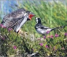  ?? Forsyth. Photograph: Alastair ?? A young cuckoo being fed by a pied wagtail.