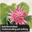  ??  ?? Bold Bromeliad: Undemandin­g yet striking