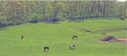  ?? PHOTOS BY CHELSEY LEWIS/MILWAUKEE JOURNAL SENTINEL ?? Horses graze in the rolling hills of Lafayette County outside Darlington.