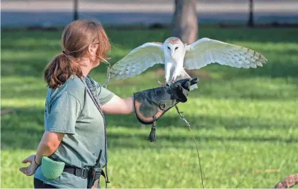  ?? PHOTOS BY GREG LOVETT/THE PALM BEACH POST ?? Abi Reynolds trains Viho, a barn owl, at the new Busch Wildlife Sanctuary in Jupiter on Dec.19.