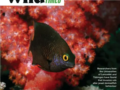  ?? ?? Researcher­s from the Universiti­es of Lancaster and Tübingen have found that invasive rats alter jewel damselfish behaviour