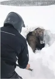  ?? JONATHAN ANSTEY VIA CP ?? Tyrone Owens, left, and Jonathan Anstey work to free a moose trapped near Deer Lake, N.L. Right: Back on the loose, the moose stares at its liberators.