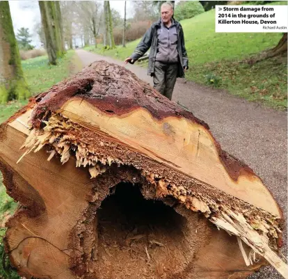  ?? Richard Austin ?? > Storm damage from 2014 in the grounds of Killerton House, Devon