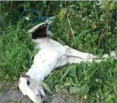  ??  ?? The remains of the foal discovered by a road in Kilmacanog­ue last Tuesday.