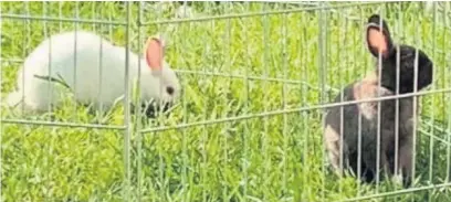  ??  ?? ●●Rabbits and guinea pigs are being stolen from Rochdale
