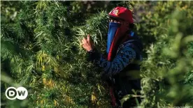  ??  ?? Morocco's cannabis farms are illegal but tolerated by authoritie­s