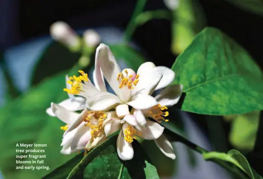  ??  ?? A Meyer lemon tree produces super fragrant blooms in fall and early spring.