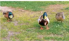  ??  ?? Neben Gänsen fühlen sich auch Enten im Ostpark sehr wohl – sogar Dreiecksbe­ziehungen scheinen geduldet.