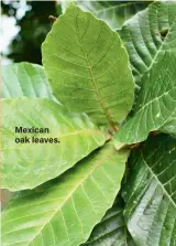  ?? ?? Mexican oak leaves.