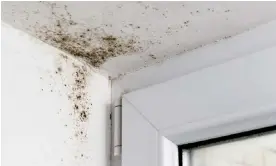  ?? Photograph: Andrei310/Getty Images/iStockphot­o ?? Key spots are around window frames, in bathrooms, anywhere condensati­on forms, and where leaks and rising damp lead to moist patches on ceilings and walls.