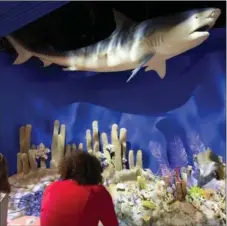  ?? MARK LENNIHAN, THE ASSOCIATED PRESS ?? Visitors to the American Museum of Natural History view a diorama of a shark swimming above a coral reef in the exhibit “Cuba!,” Tuesday, in New York. The show of Cuban biodiversi­ty, people and culture was produced with the cooperatio­n of the Cuban...