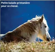  ??  ?? Petite balade printanièr­e pour ce cheval.