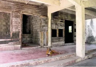  ?? LISTÍN DIARIO ?? Historia. Dos perros "viralatas" custodian la casa en total abandono, en La Suiza.