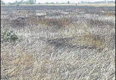  ?? HT PHOTO ?? Readytohar­vest wheat crop gutted in a village near Bhawanigar­h town in Sangrur district on Sunday.