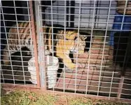  ?? Bexar County Sheriff’s Office ?? A woman whom county deputies found keeping this young tiger was arrested Thursday in a traffic stop.