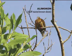  ??  ?? ALIMOKON (buff-eared brown dove)