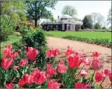  ?? The Associated Press ?? Tulips blooming at Thomas Jefferson's Monticello near Charlottes­ville, Va.