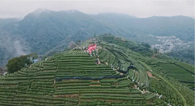  ?? ?? Tea fields cover the hills in Hangzhou’s Wengjiasha­n Village. — Photos by Ti Gong