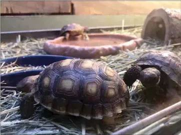  ?? CALIFORNIA­N FILE ?? Desert tortoises, seen here on display at the California Living Museum, are one of the varieties studied by the Kern County chapter of the Turtle & Tortoise Club, which will have a meeting today via Zoom.