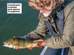  ??  ?? A monster perch is a monster perch, wherever it’s caught from.