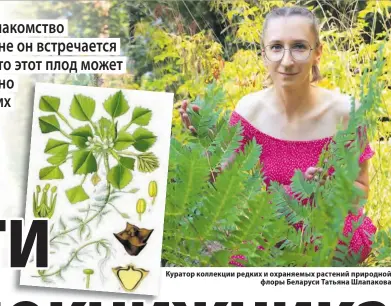  ?? ?? Куратор коллекции редких и охраняемых растений природной флоры Беларуси Татьяна Шлапакова