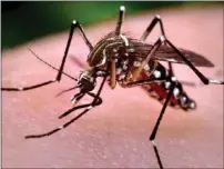  ?? COURTESY OF GREATER LOS ANGELES COUNTY VECTOR CONTROL DISTRICT ?? Officials say record rainfalls this year have led to more mosquitoes in Southern California neighborho­ods.
