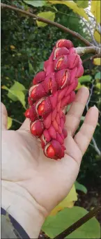  ??  ?? Magnolia ‘Big Dude’ seed head