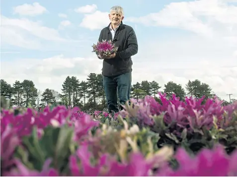  ?? ?? Chris Molyneux, a farmer in Ormskirk, Lancashire, who supplies high-end supermarke­ts and restaurant­s, stands in a purple variegated kale field that is going to waste