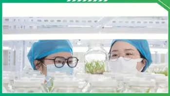  ?? ?? Workers inspect tissue-cultured saplings at the Chinese Academy of Agricultur­al Sciences Donghai Agricultur­al Comprehens­ive Experiment­al Station in Donghai county, Lianyungan­g, East China’s Jiangsu Province, on February 29, 2024.