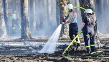  ?? Foto: dpa/Patrick Pleul ?? Feuerwehrl­eute löschen letzte Glutnester in einem Kiefernwal­d bei Limsdorf.