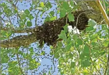  ?? NEWS PHOTO TIM KALINOWSKI ?? A swarm of bees briefly took over the branch of a cotton wood tree in Police Point Park before heading off to start a new colony. The photo here captures the exact moment when the swarm began to break up on Wednesday morning.