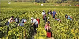  ?? THIBAULT CAMUS / AP ?? Workers scramble to pick white grapes last week amid rising temperatur­es in the Champagne region in Chouilly, in eastern France.