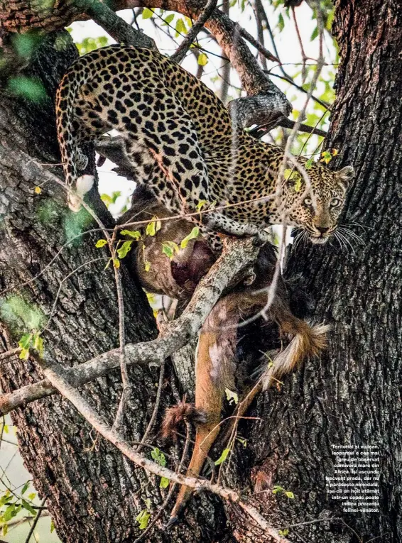  ??  ?? Teritorial și viclean, leopardul e cea mai
greu de observat carnivoră mare din Africa. Își ascunde frecvent prada, dar nu o părăsește niciodată, așa că un hoit atârnat într-un copac poate indica prezența felinei-vânător.