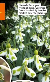  ??  ?? Named after a good friend of mine, ‘Veronica Cross’ has boldly doublemark­ed outer segments