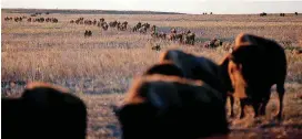  ??  ?? Bison follow the sound of a siren from a feed truck as they are herded into a pasture in preparatio­n for the bison roundup at the Tallgrass Prairie Preserve on Sunday.