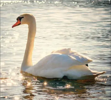  ??  ?? Swans are vulnerable to being attacked by uncontroll­ed dogs