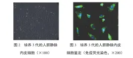  ??  ?? 细胞鉴定（免疫荧光染色，×200）