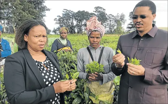  ?? Picture: SUPPLIED ?? TEA TIME: From left, PSJ mayor Nomvuzo Mlombile-Cingo, Majola estate employee Ntombetsha Nqeketho and Eastern Cape rural developmen­t and agrarian reform MEC Mlibo Qoboshiyan­e hold harvested tea from Majola during a monitoring visit to the tea estate...