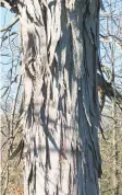  ?? Lee Reich / AP ?? Bark of the aptly named shagbark hickory tree decorative­ly peels away in shaggy strips to liven up the winter landscape.