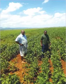  ??  ?? Middle Sabi farmer Mr Didymus Nyaumwe (left) checks on his flourishin­g soyabean crop