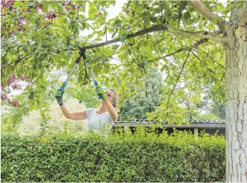  ?? FOTO: CHRISTIN KLOSE/DPA ?? Äste, die in den eigenen Garten ragen, darf man abschneide­n. Allerdings sollte man das mit dem Nachbarn vorher absprechen.