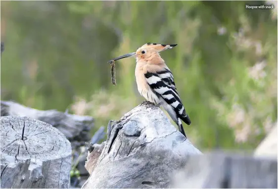  ??  ?? Hoopoe with snack