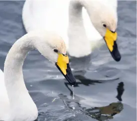  ??  ?? Graceful creatures Whooper swans