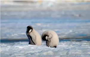  ?? AP ?? This 2010 photo provided by the British Antarctic Survey shows emperor penguin chicks at Antarctica’s Halley Bay. A study released this week finds that since 2016 there have been almost no hatchings at Halley Bay, the second biggest breeding ground for emperor penguins.