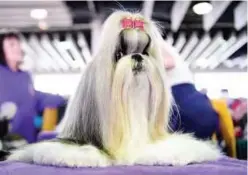  ??  ?? Madison the Shih Tzu is groomed before Breed Judging.