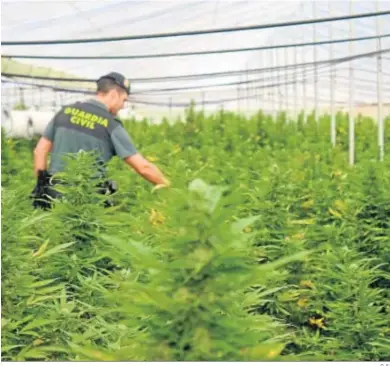  ?? D. S. ?? Un guardia civil en una plantación de marihuana.