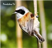  ??  ?? Penduline Tit